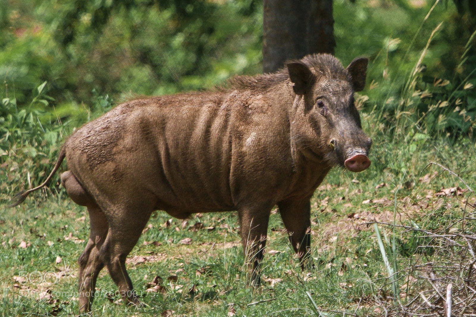 Canon EOS 70D sample photo. Wild boar photography