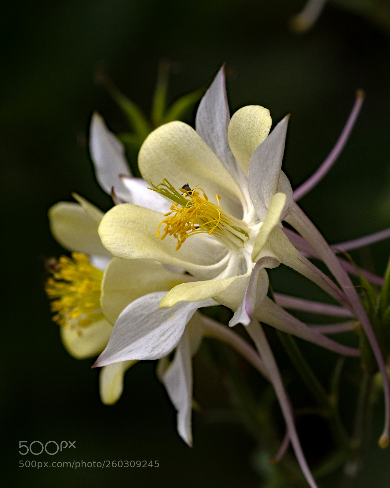 Nikon D810 sample photo. Coming out on top 0703 photography