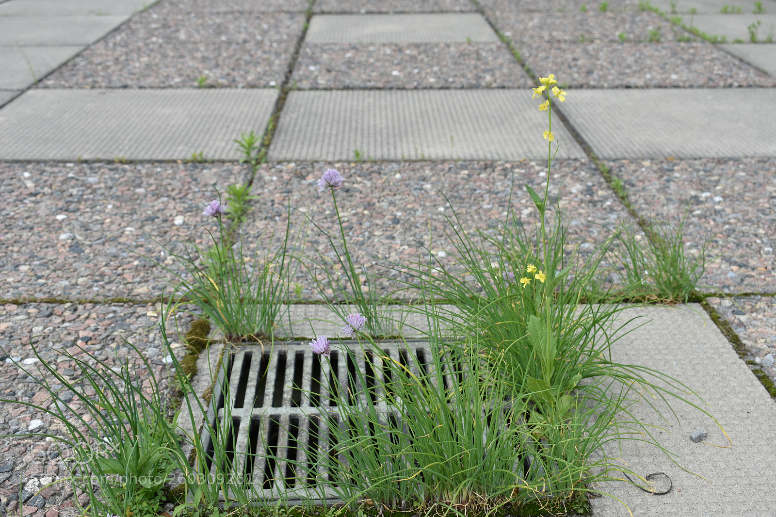 Nikon D3400 sample photo. Drain flowers photography