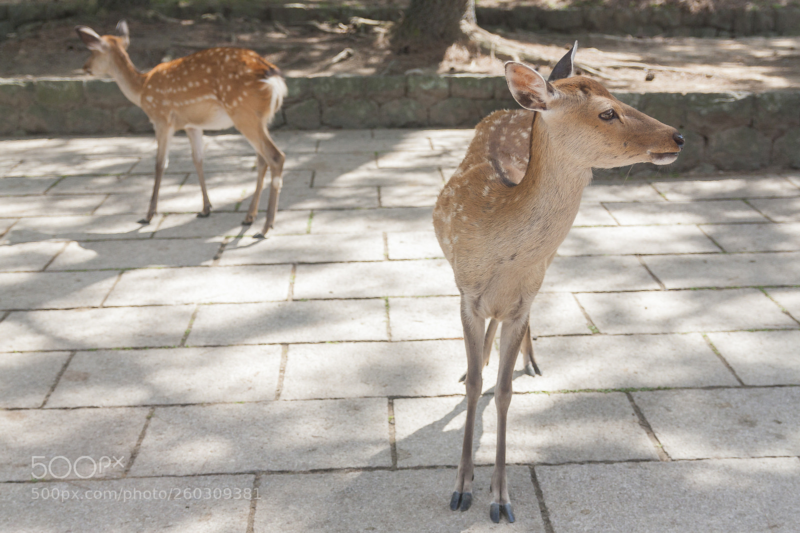 Canon EOS 450D (EOS Rebel XSi / EOS Kiss X2) sample photo. Deer at nara photography