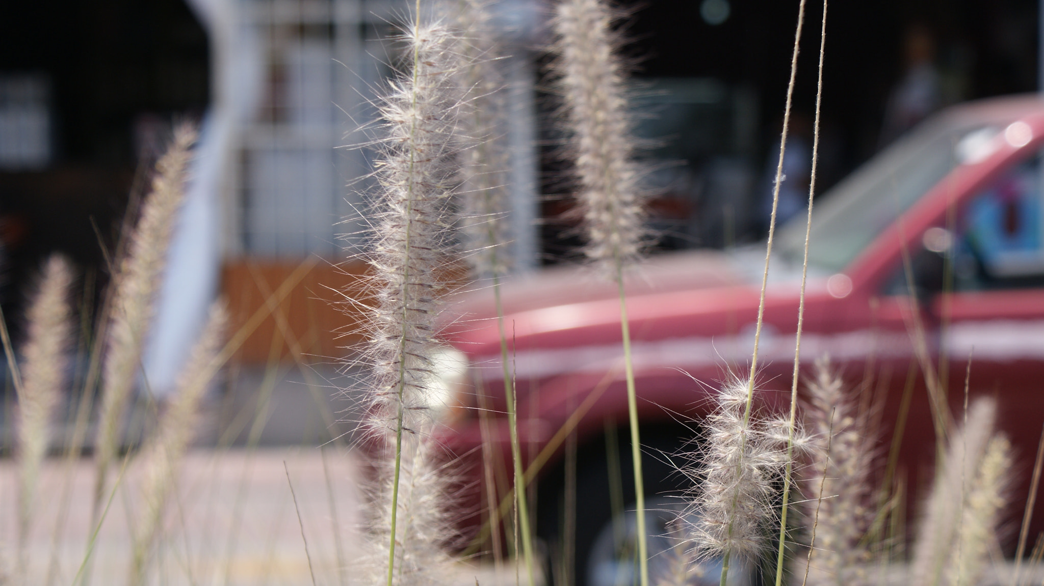 Sony DT 18-70mm F3.5-5.6 sample photo. Diferent plants photography