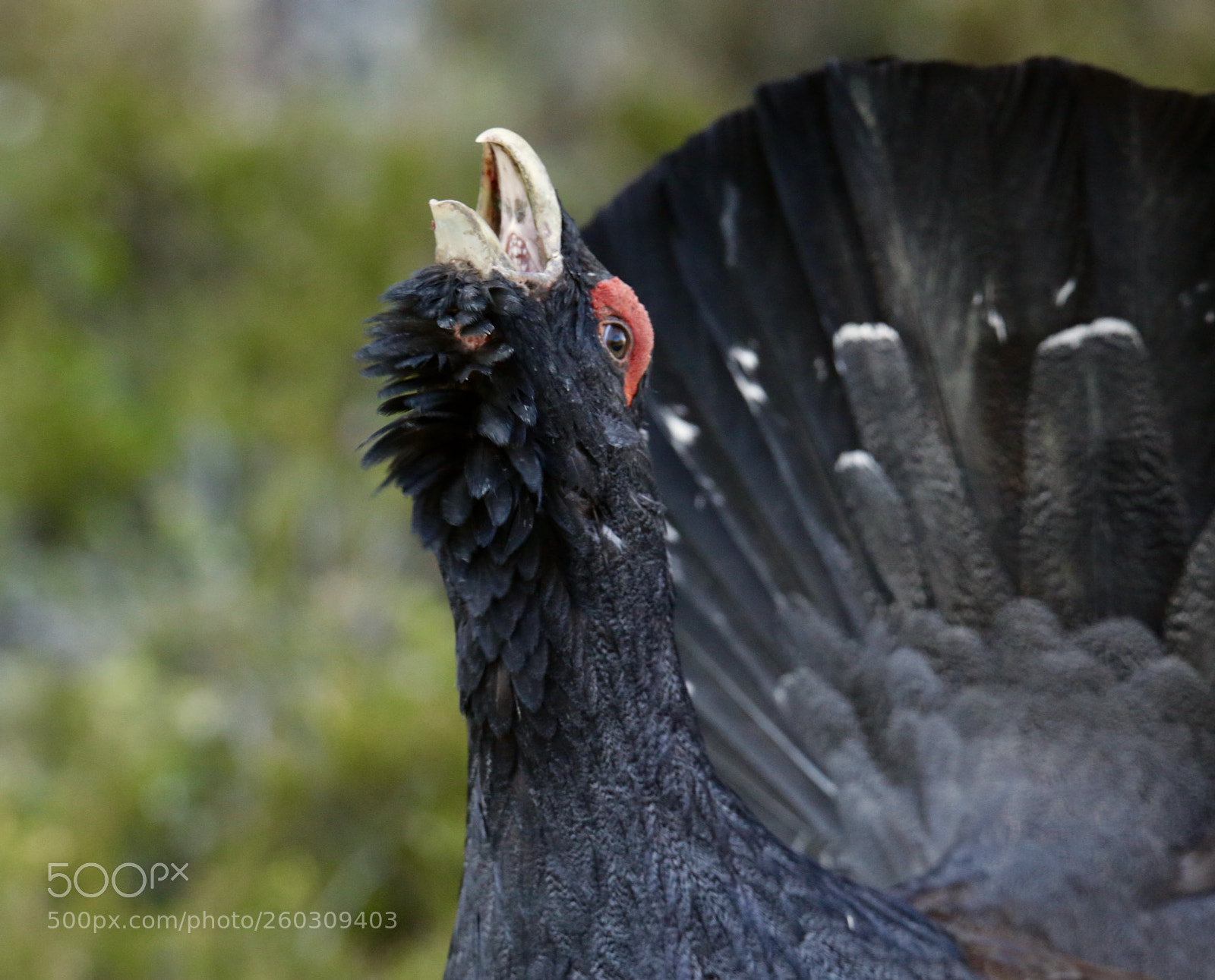 Canon EOS 6D sample photo. Ecce urogellus photography