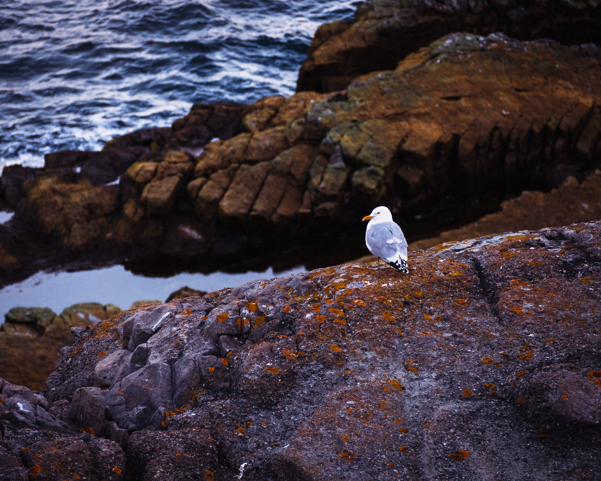 Panasonic Lumix DMC-GX85 (Lumix DMC-GX80 / Lumix DMC-GX7 Mark II) sample photo. Lonely gull photography
