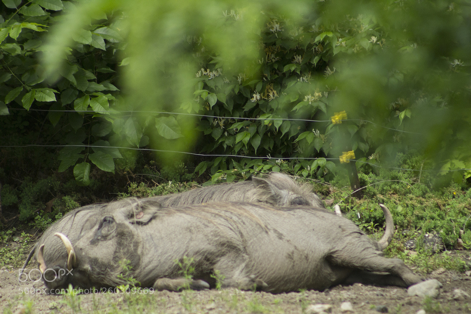 Canon EOS 1200D (EOS Rebel T5 / EOS Kiss X70 / EOS Hi) sample photo. Relaxing in the sun. photography