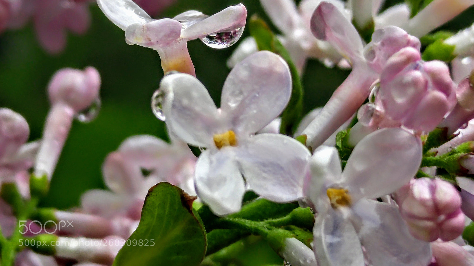 LG G4 sample photo. 20170522_120336.jpg photography