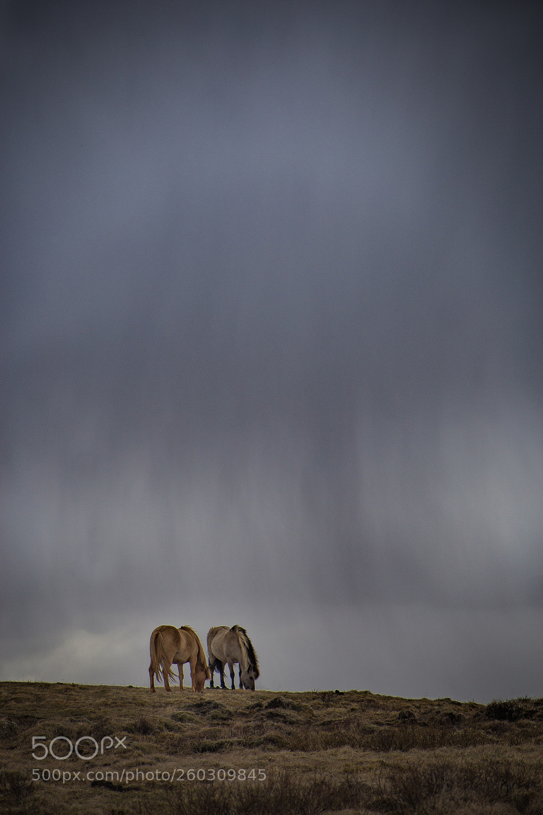 Canon EOS 6D sample photo. Grazing before the storm photography