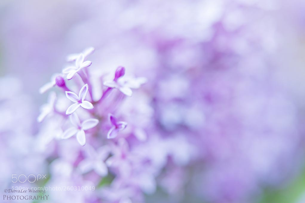Nikon D700 sample photo. Soft touch of mauve photography