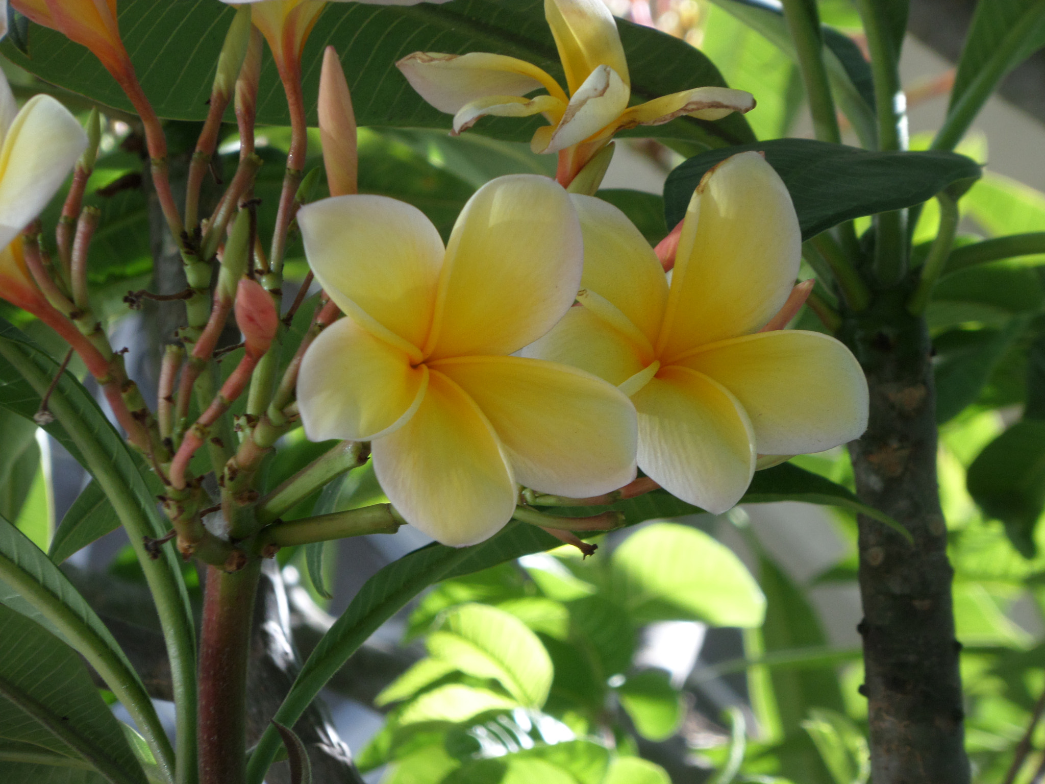 Samsung WB30F/WB31F/WB32F sample photo. ... photography