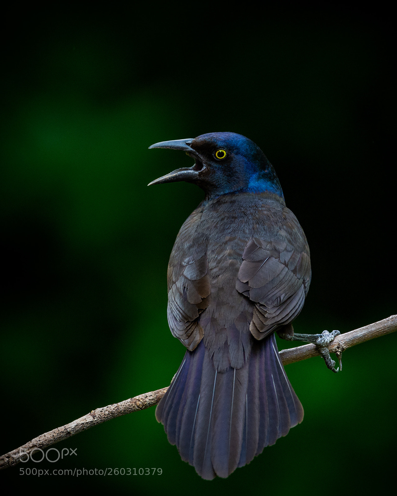 Nikon D7100 sample photo. "i'm walkin' here!" photography