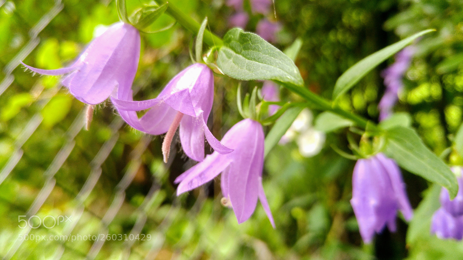 LG G4 sample photo. Hdr photography