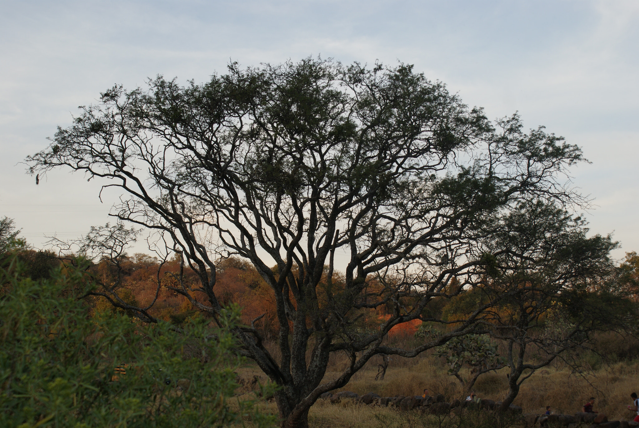 Sony DT 18-70mm F3.5-5.6 sample photo. Arbol photography