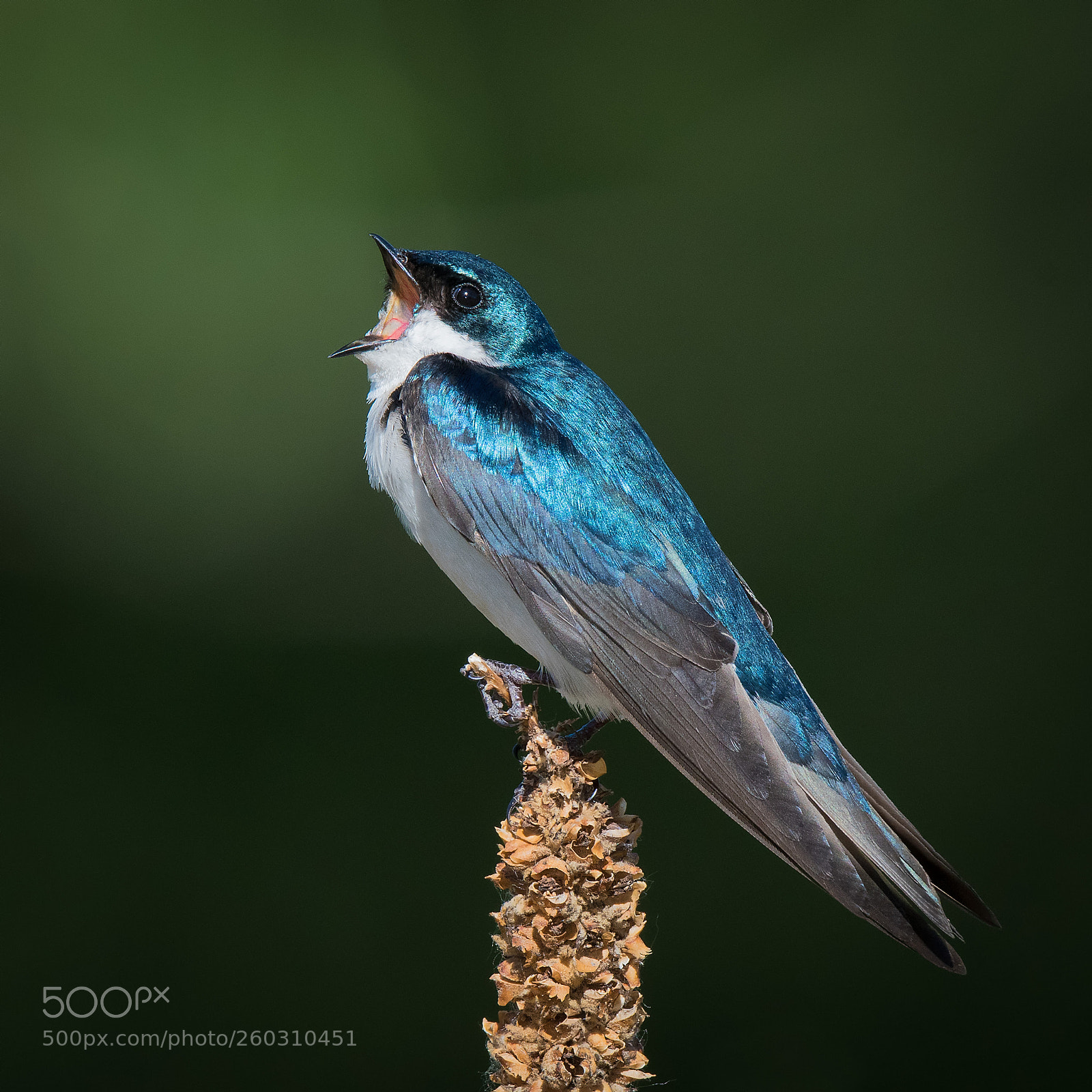 Nikon D500 sample photo. Tree swallow photography