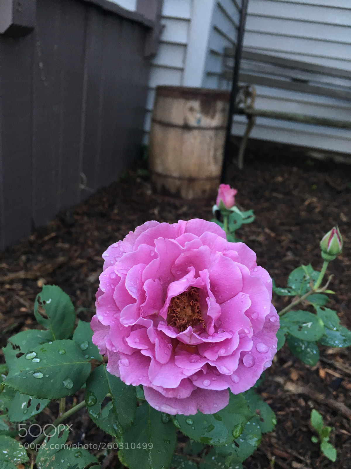 Apple iPhone 6s sample photo. Untitled photography