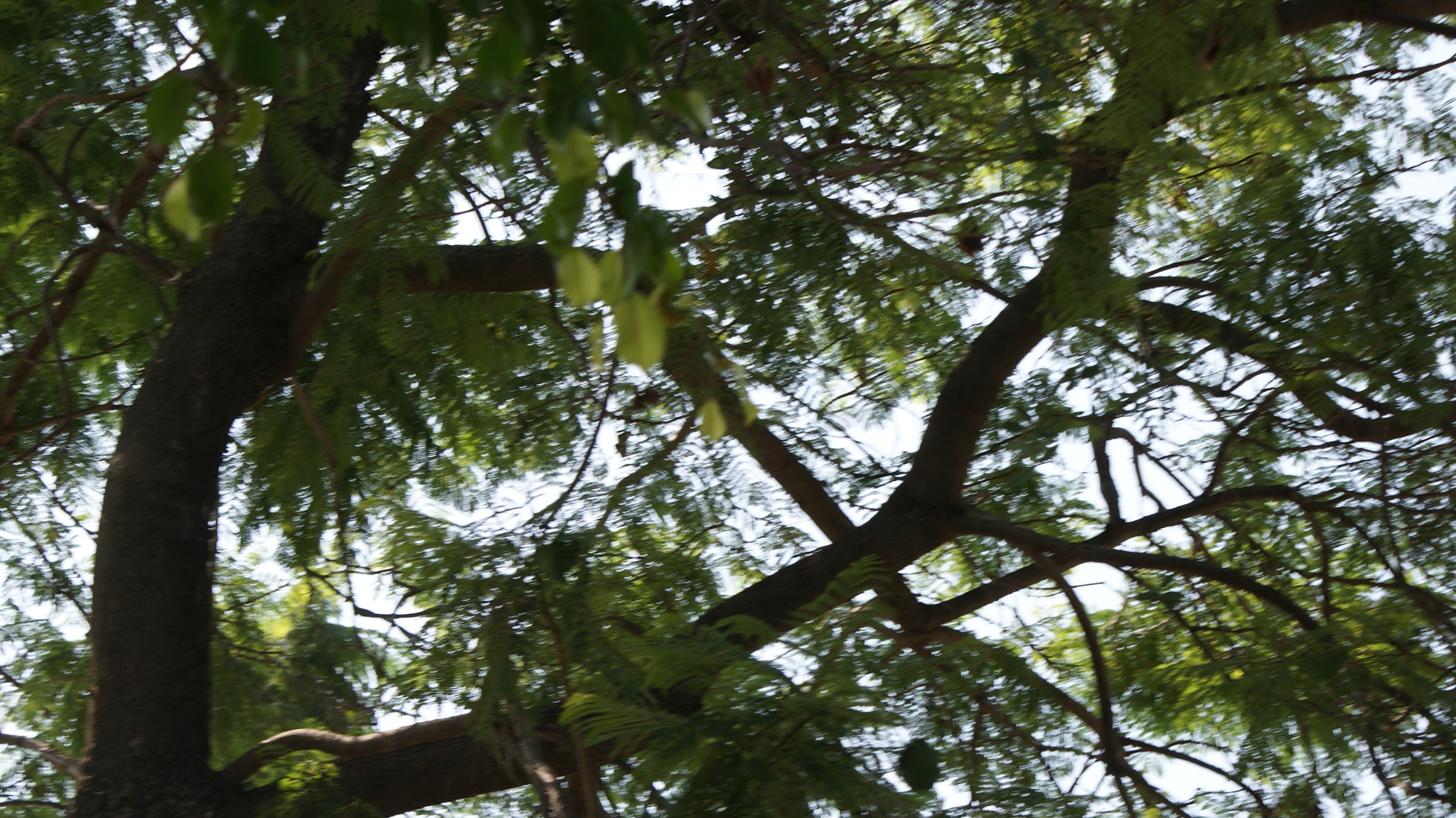 Sony DT 18-70mm F3.5-5.6 sample photo. Trees photography