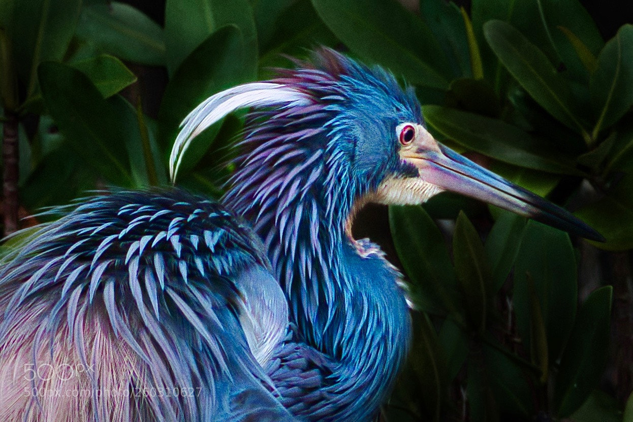 Nikon D500 sample photo. Ruffled feathers photography