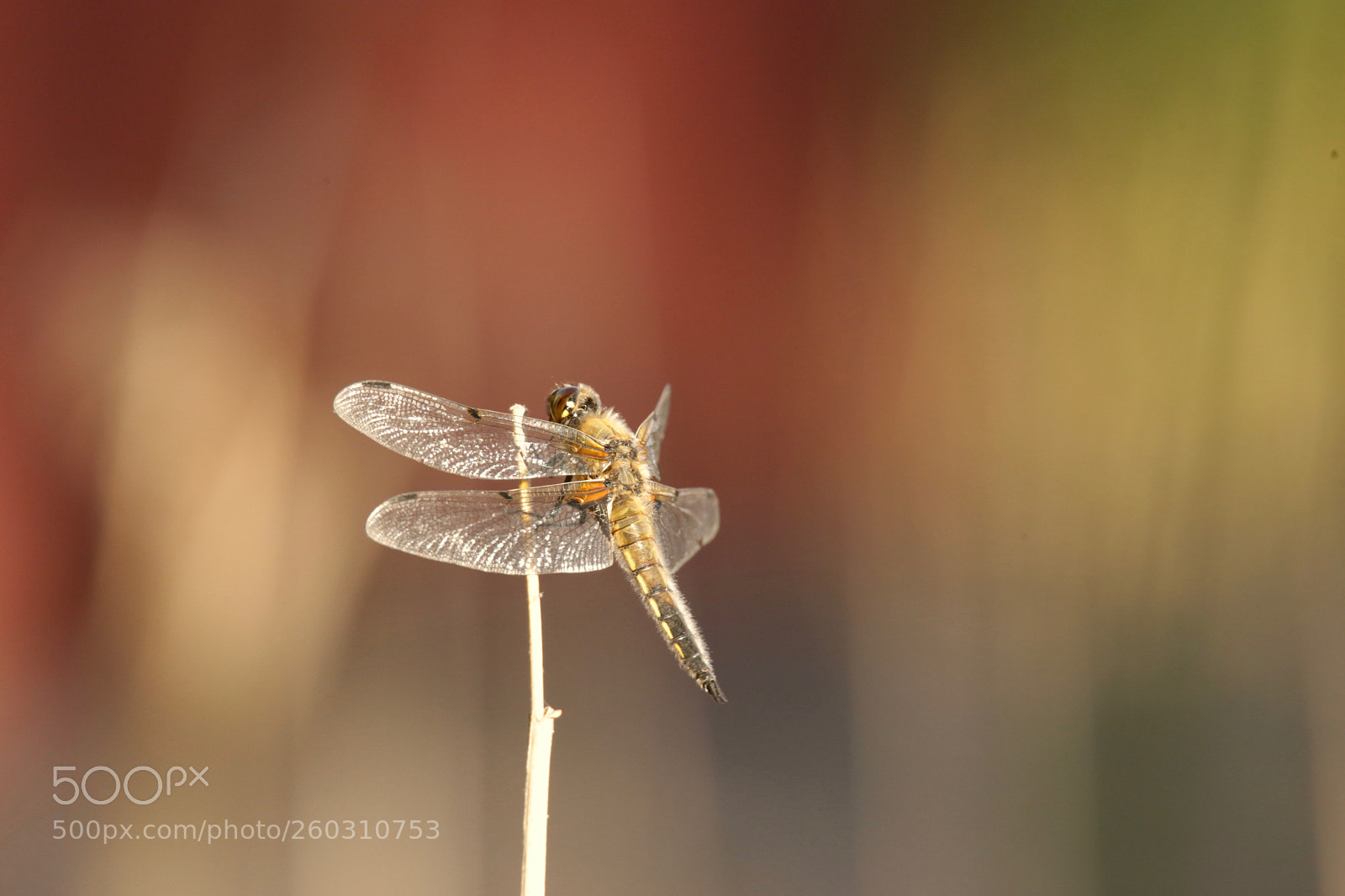 Canon EOS 6D sample photo. Dragonfly photography