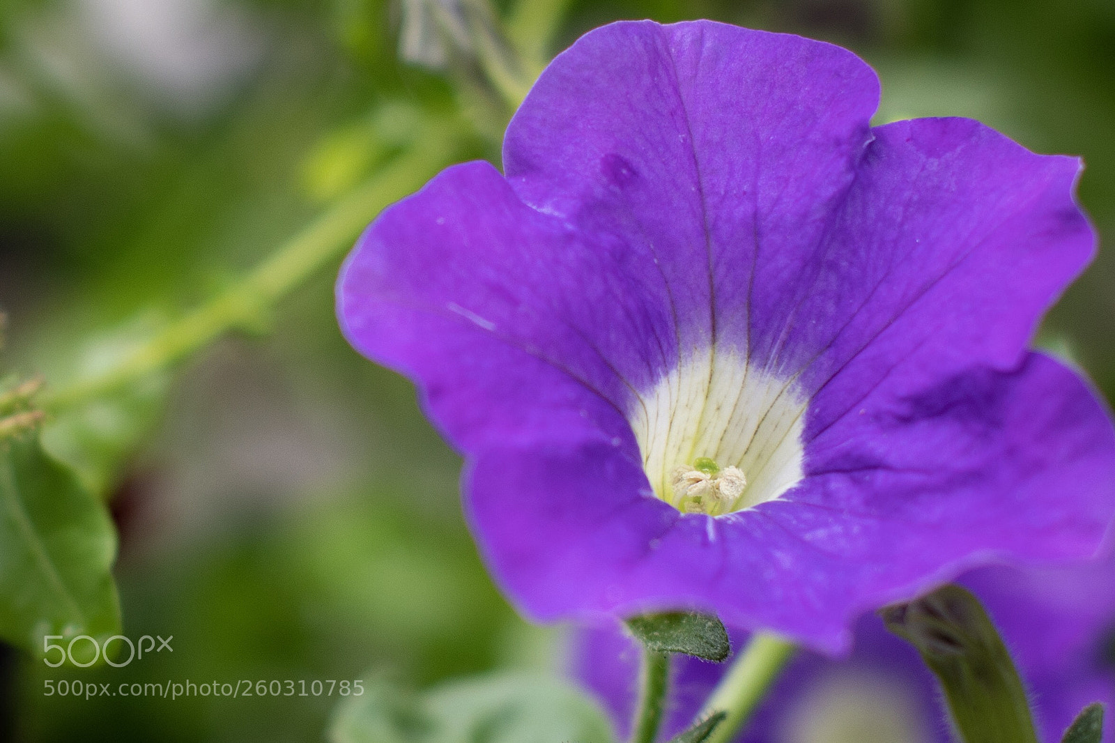 Nikon D500 sample photo. Untitled photography