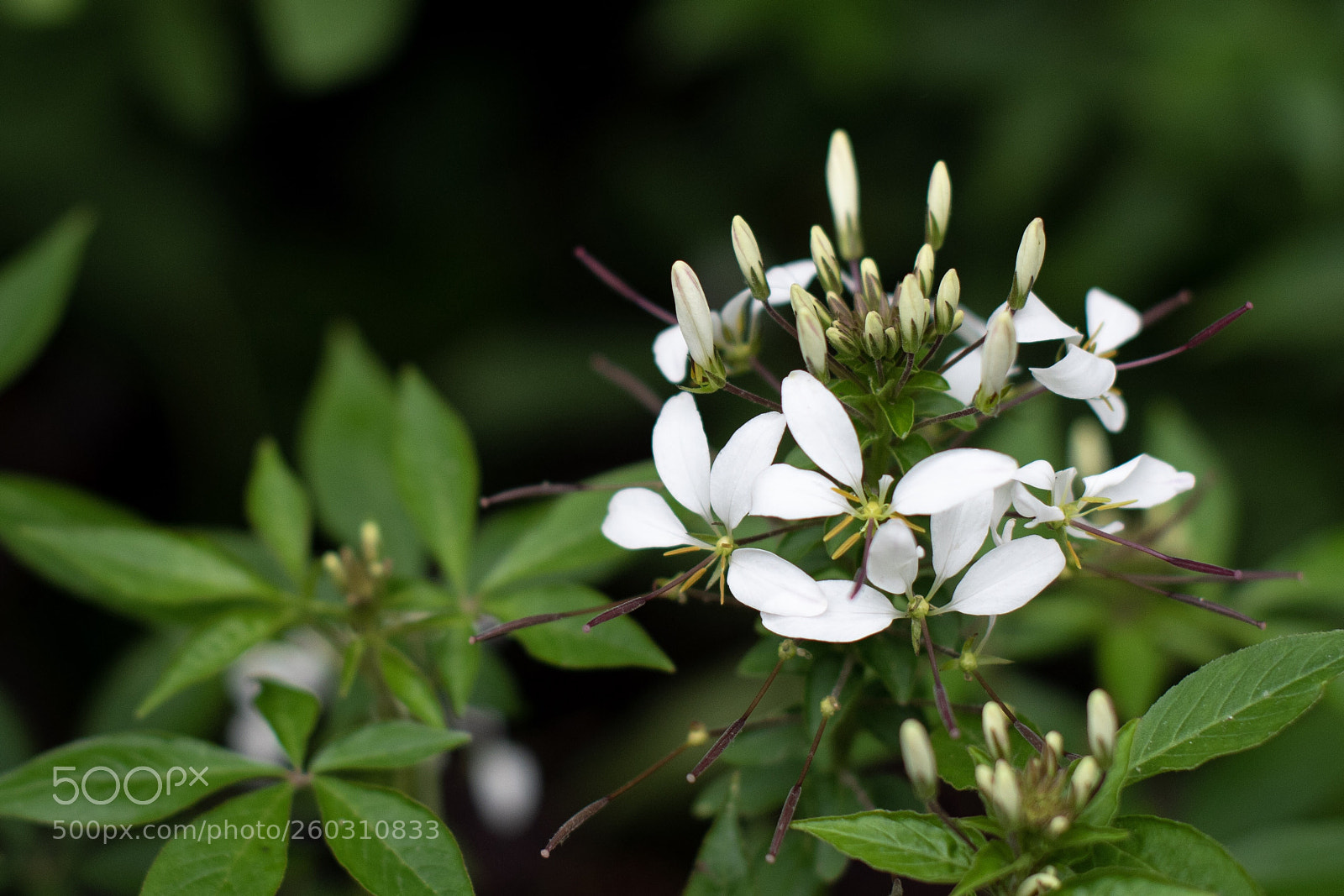 Nikon D500 sample photo. Untitled photography
