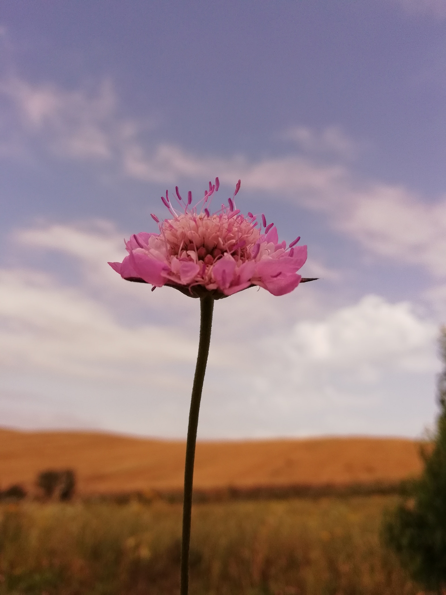HUAWEI P SMART sample photo