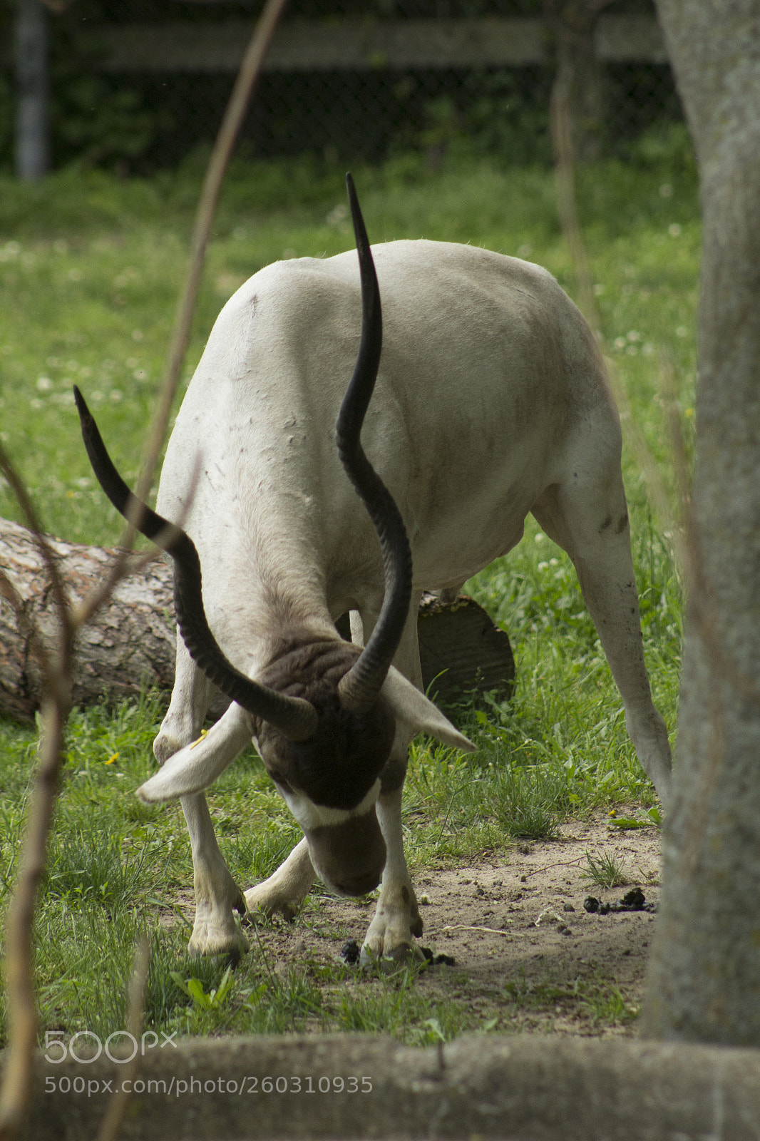 Canon EOS 1200D (EOS Rebel T5 / EOS Kiss X70 / EOS Hi) sample photo. Horns on an animal. photography