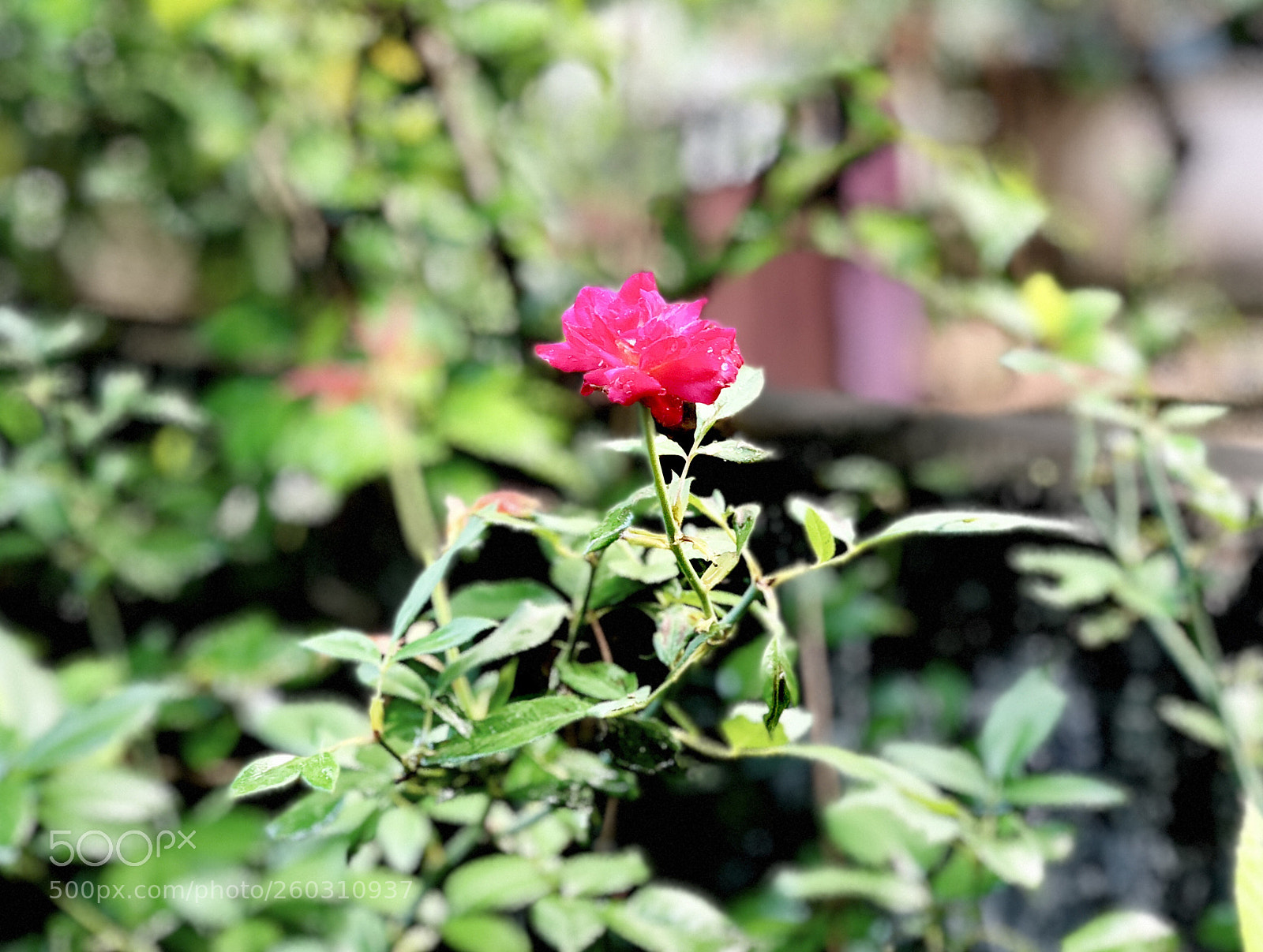 Apple iPhone X sample photo. Untitled photography