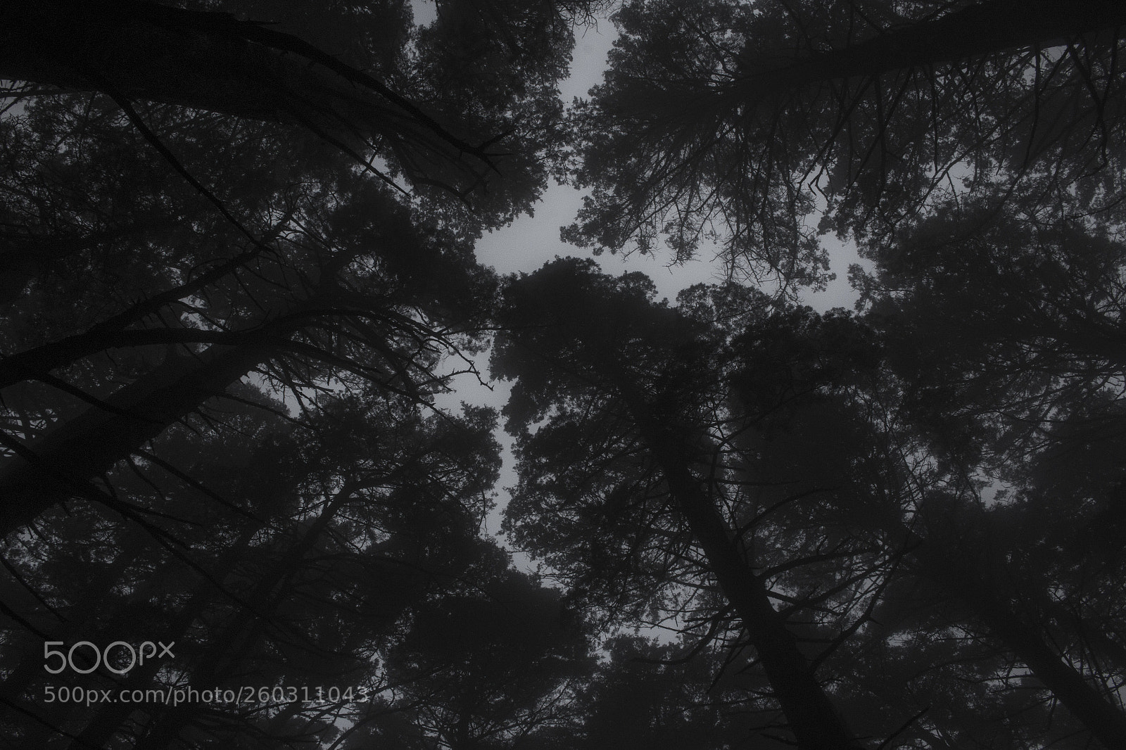 Canon EOS 70D sample photo. Pulmones i photography