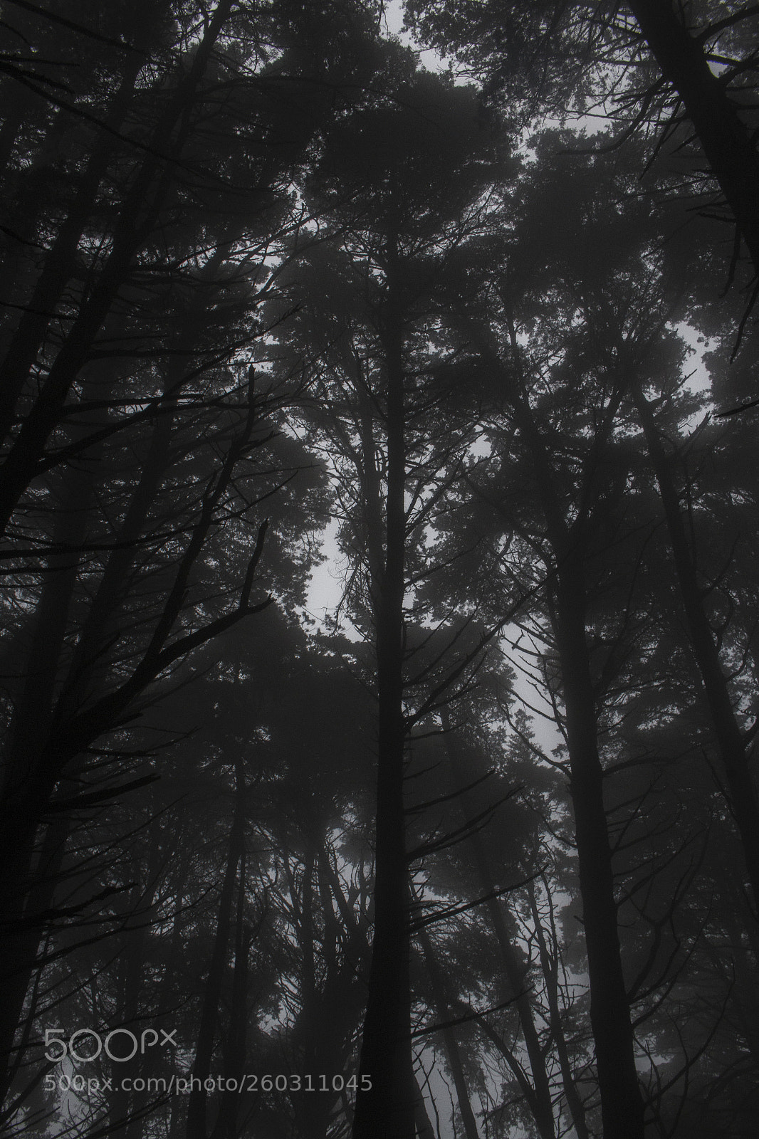 Canon EOS 70D sample photo. Pulmones ii photography
