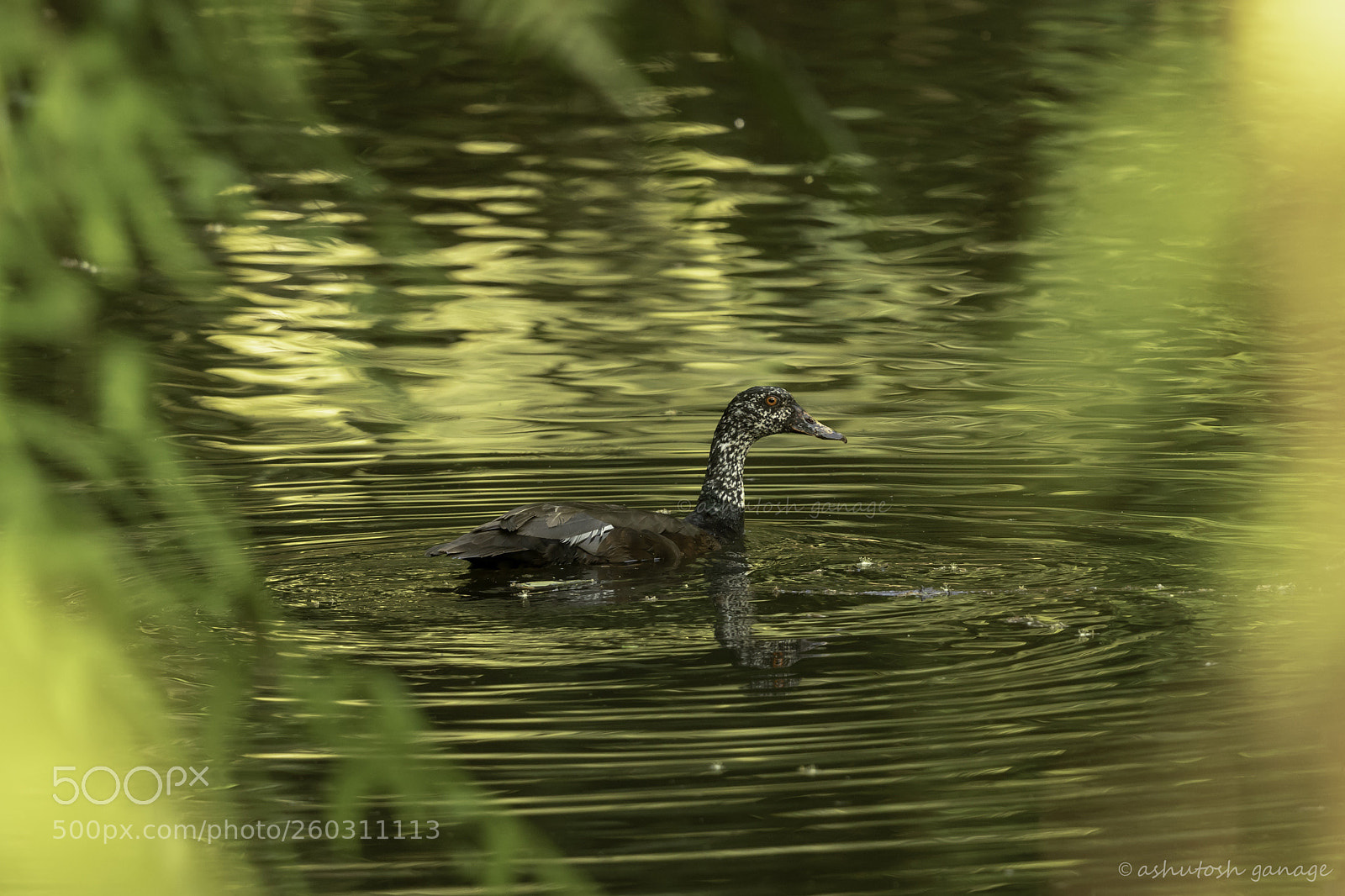 Canon EOS 7D Mark II sample photo. White-winged duck photography