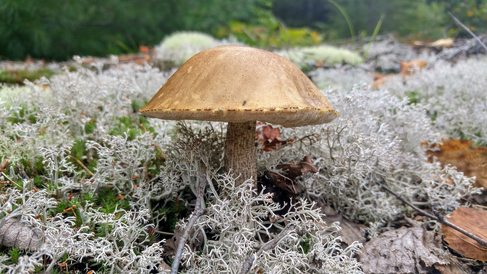 LG G4 sample photo. Hdr photography