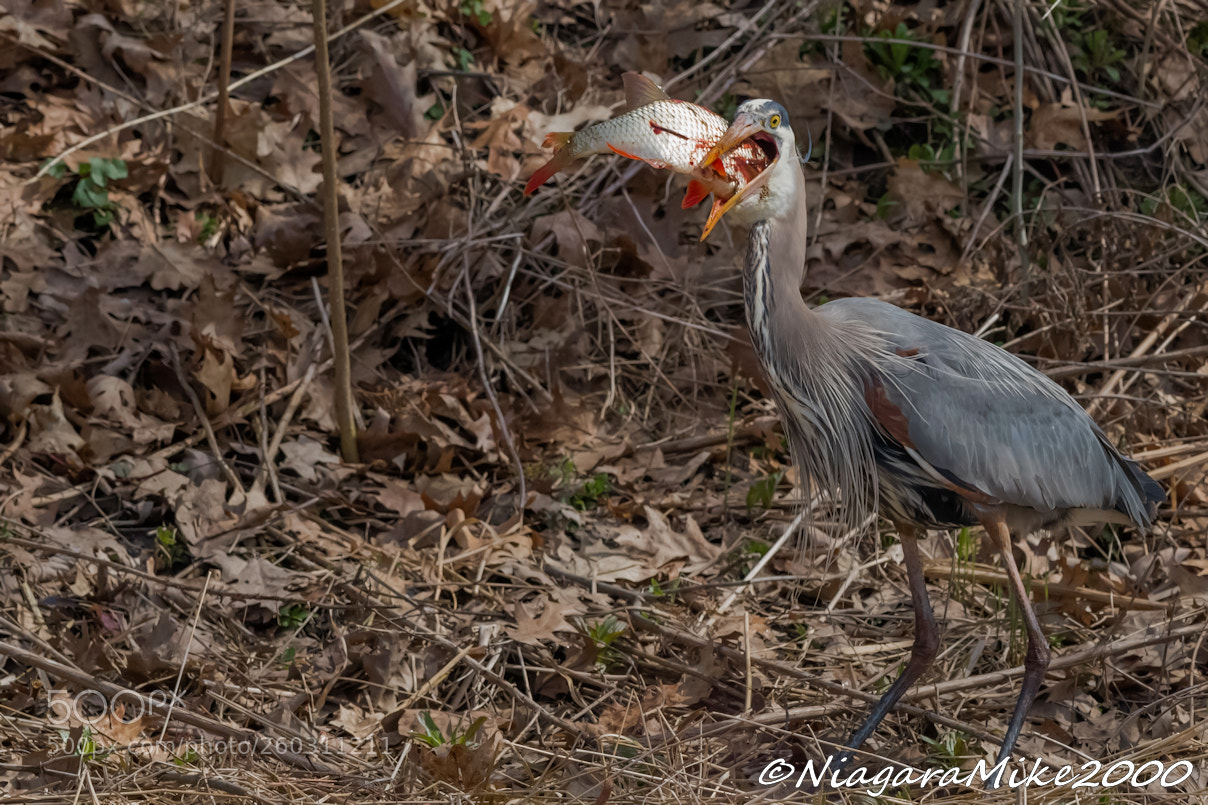 Nikon D850 sample photo. Great blue heron attempting photography