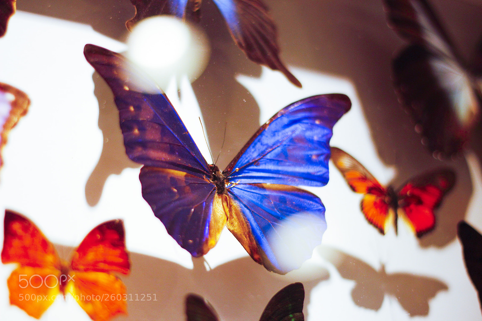 Canon EOS 600D (Rebel EOS T3i / EOS Kiss X5) sample photo. Papillon photography
