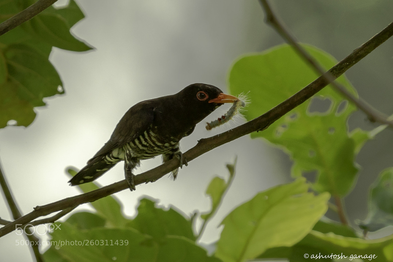 Canon EOS 7D Mark II sample photo. Violet cuckoo photography