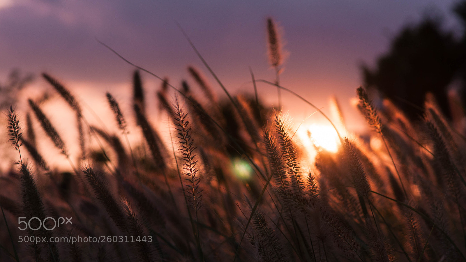 Nikon D90 sample photo. Shanghai sunset photography