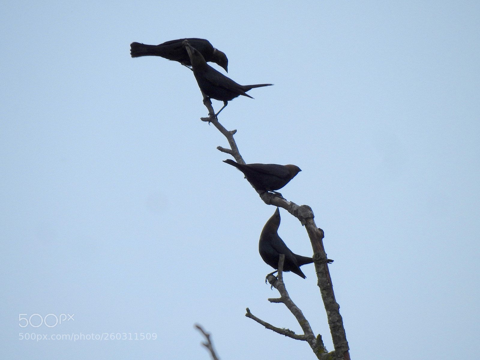 Nikon Coolpix P900 sample photo. Literal blackbirds photography