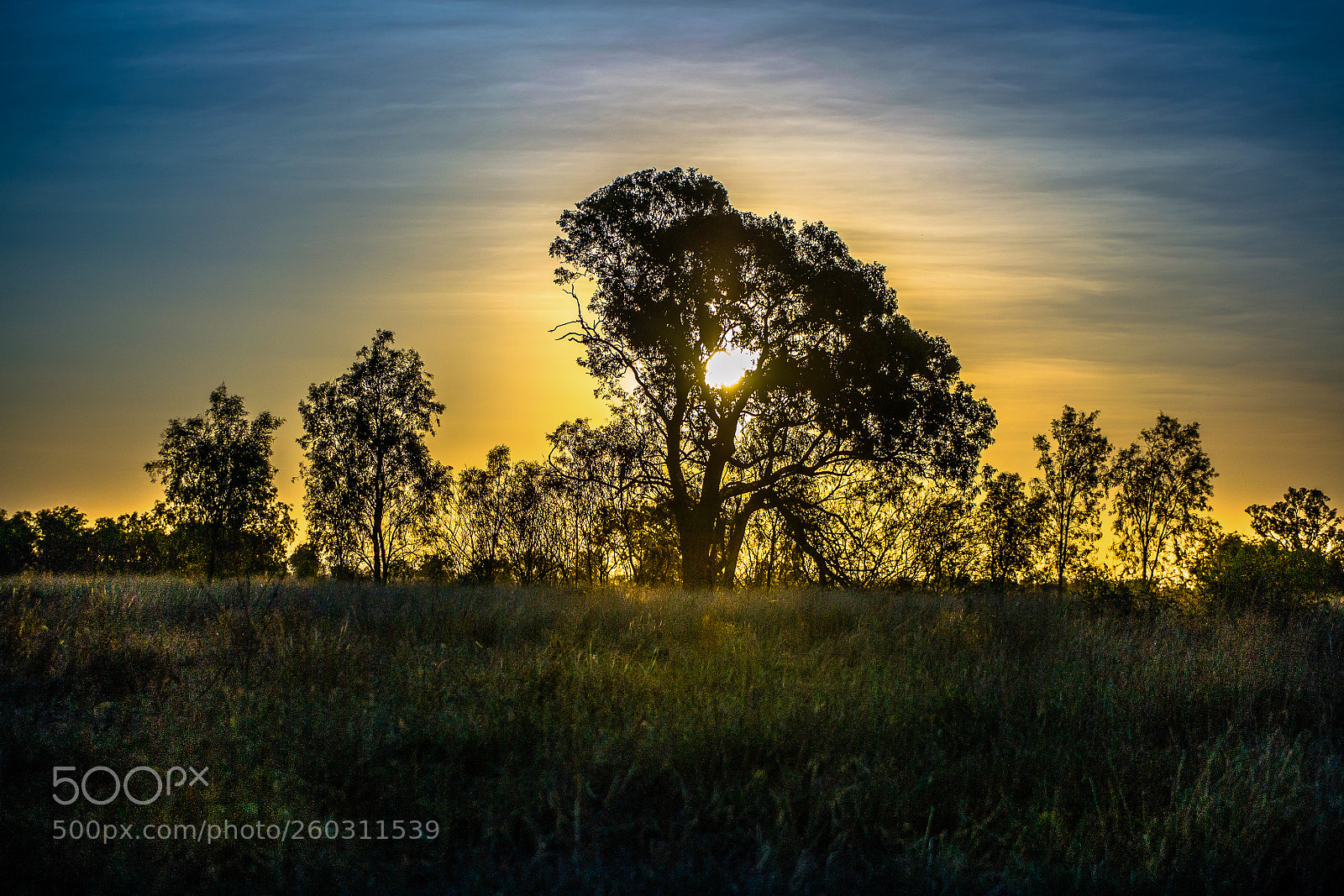 Nikon D3100 sample photo. Australian bush photography
