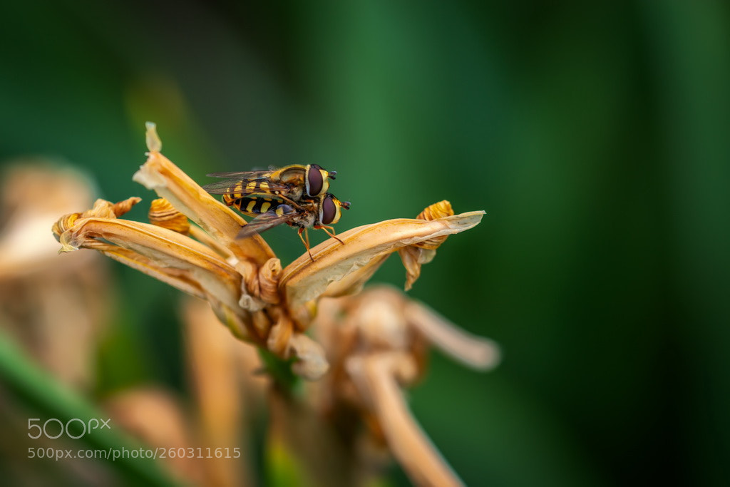 Canon EOS 70D sample photo. Bees photography