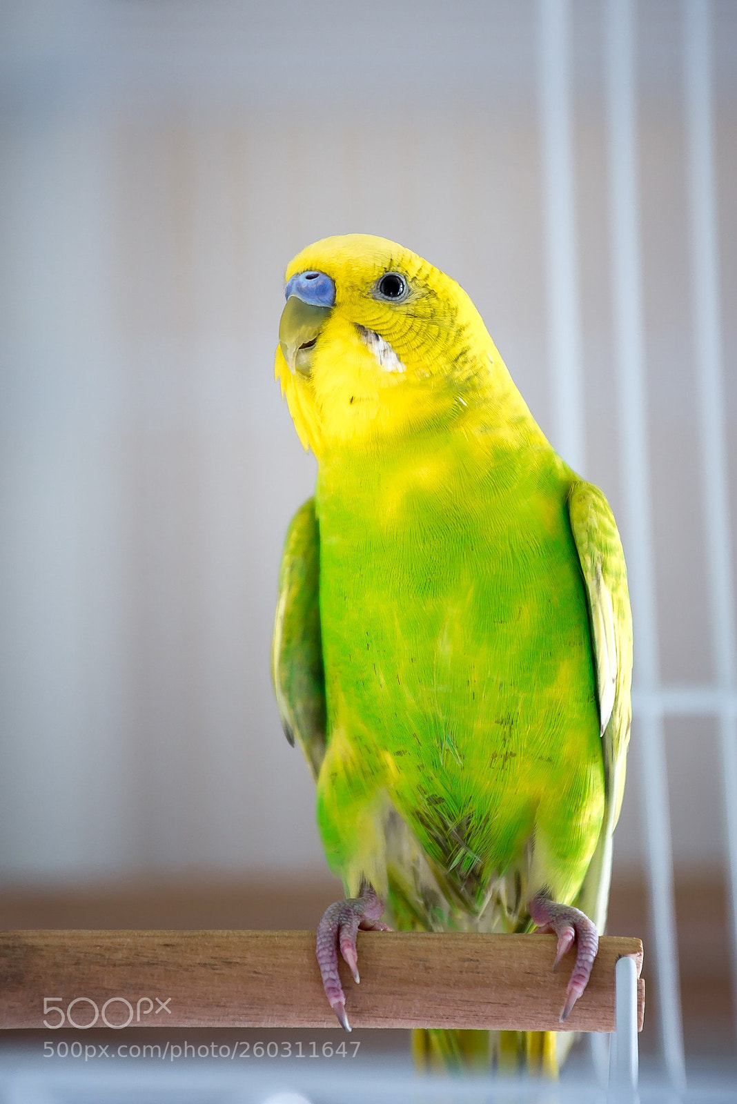 Nikon D600 sample photo. Handsome boy photography