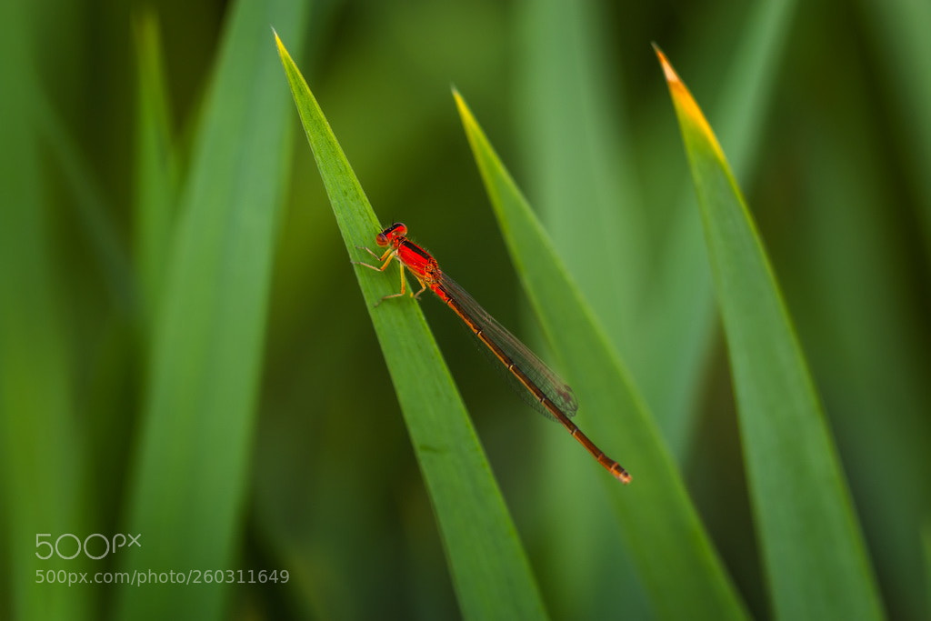 Canon EOS 70D sample photo. Red photography