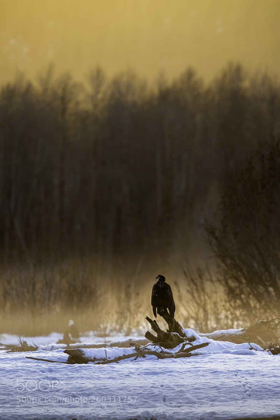 Canon EOS-1D X Mark II sample photo. Io photography