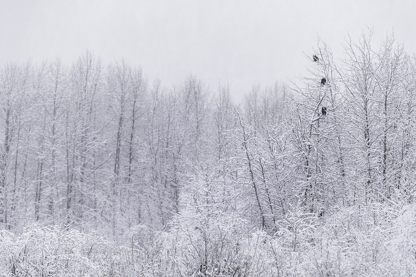 Canon EOS-1D X Mark II sample photo. Io photography