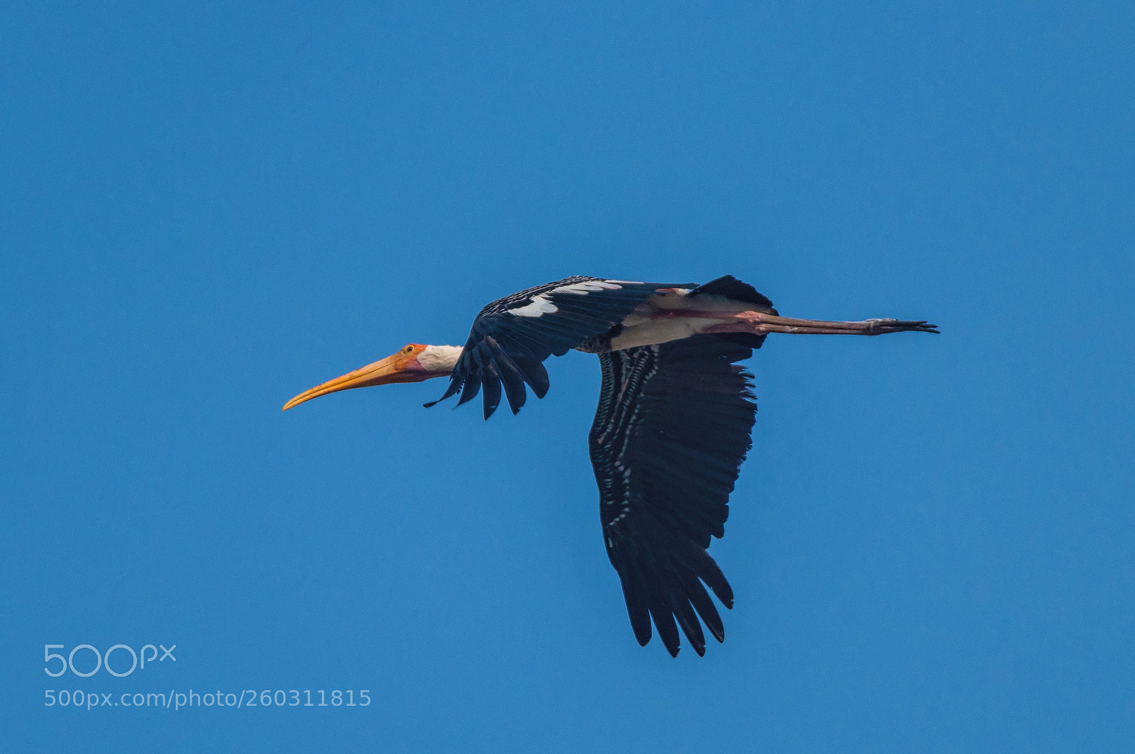 Nikon D3200 sample photo. Painted stork photography