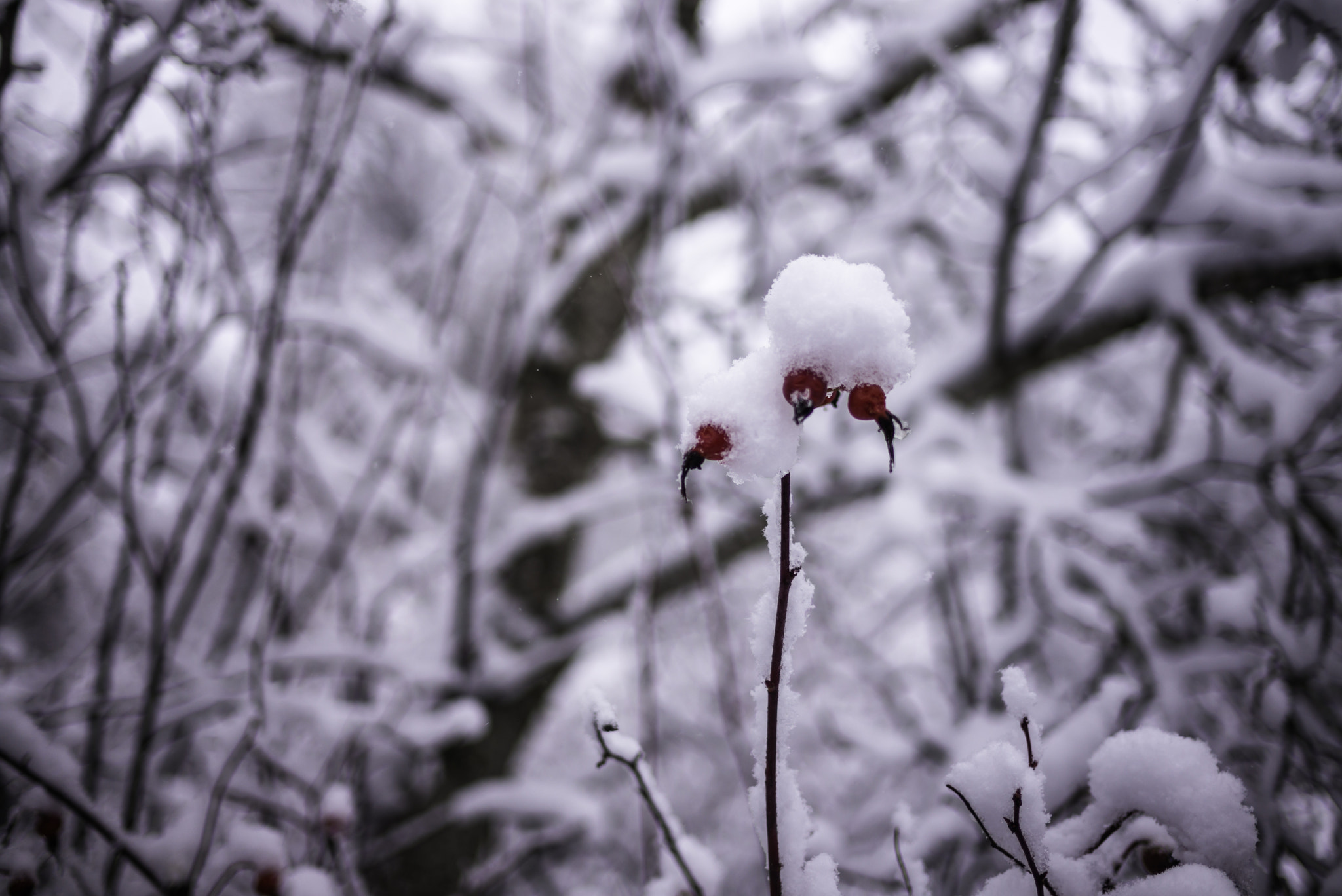 Leica M (Typ 240) sample photo. Lo photography