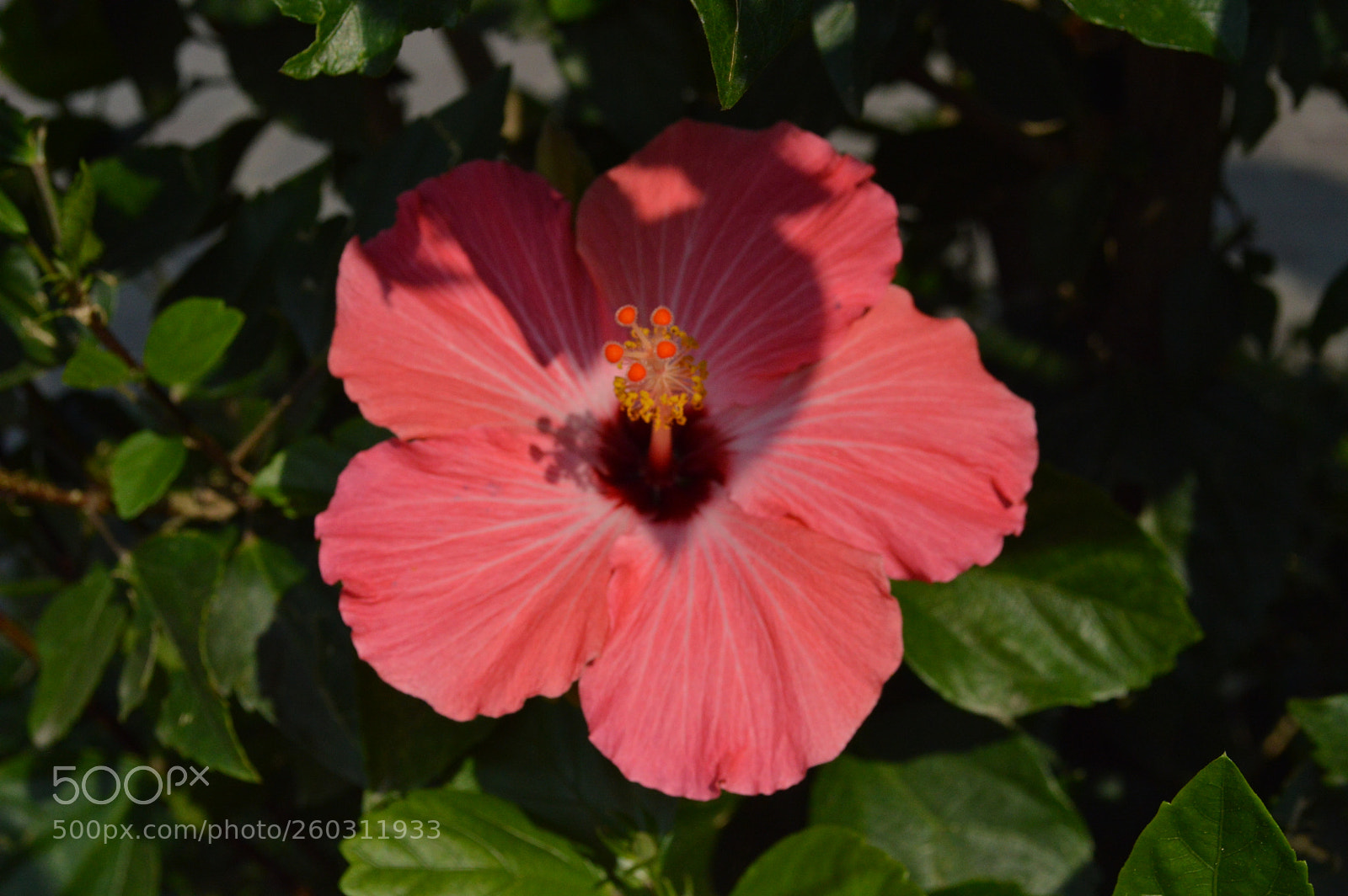 Nikon D3200 sample photo. La sombra ? photography