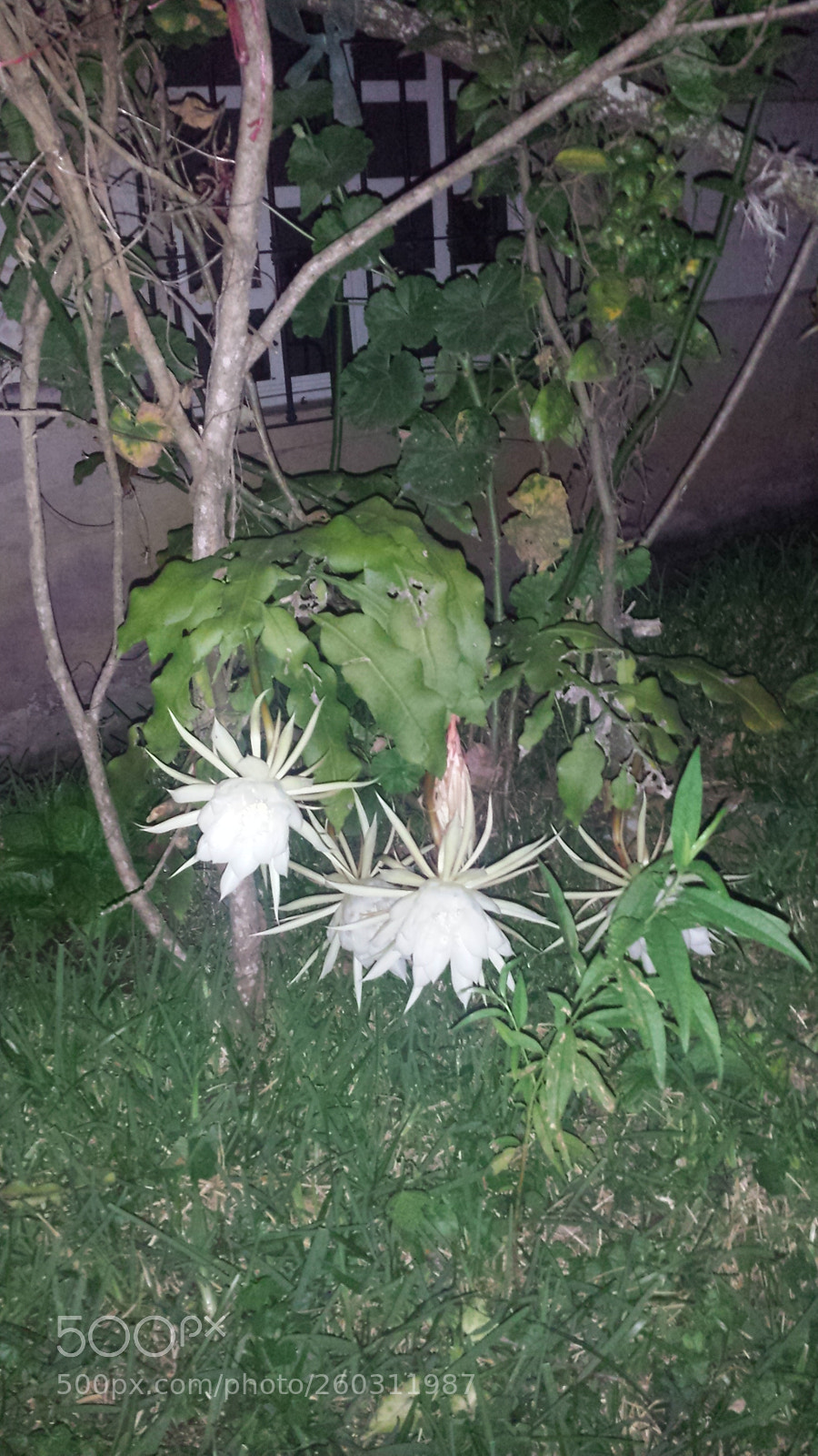 Samsung Galaxy S4 sample photo. Untitled photography