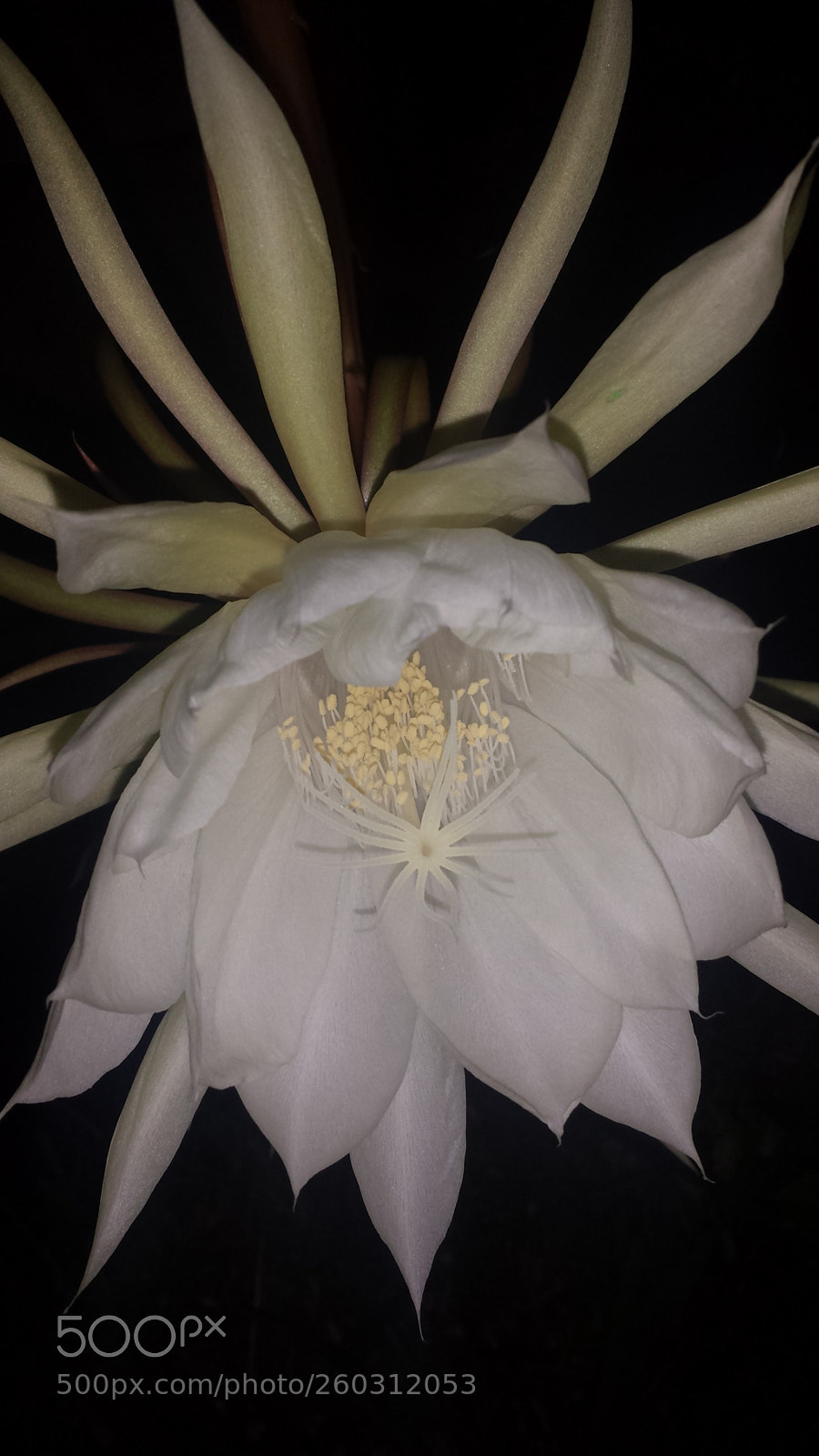 Samsung Galaxy S4 sample photo. Untitled photography