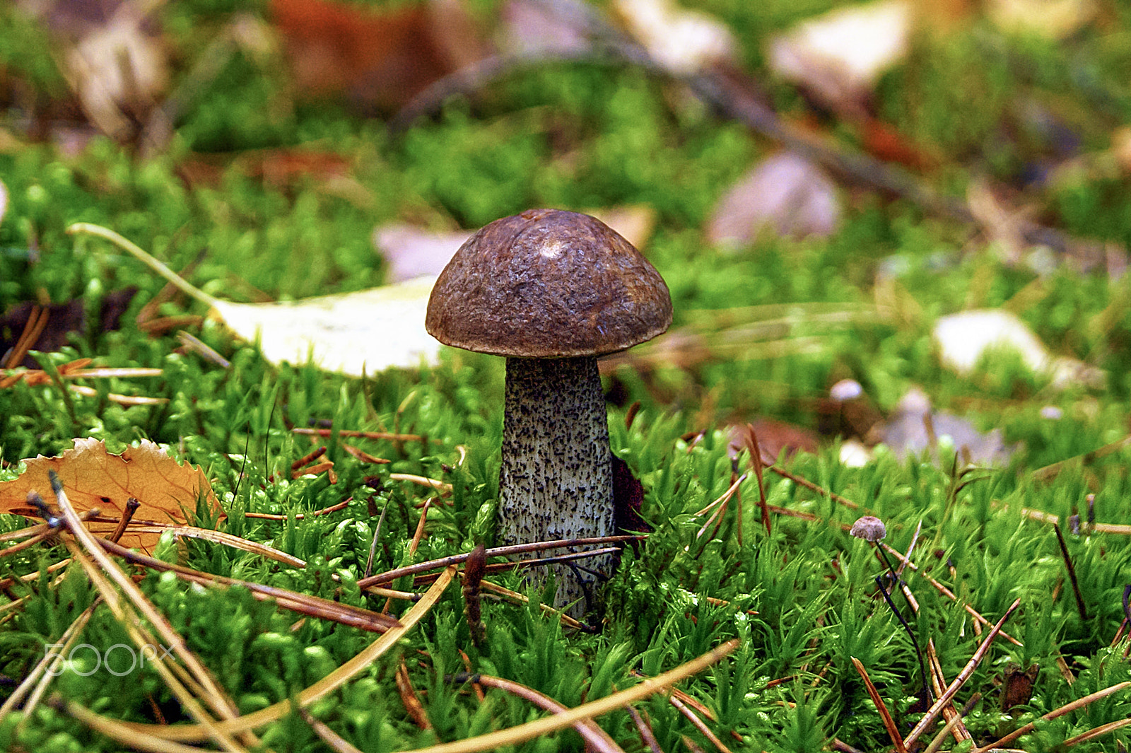 Sony Alpha DSLR-A290 sample photo. This mushroom called boletus photography