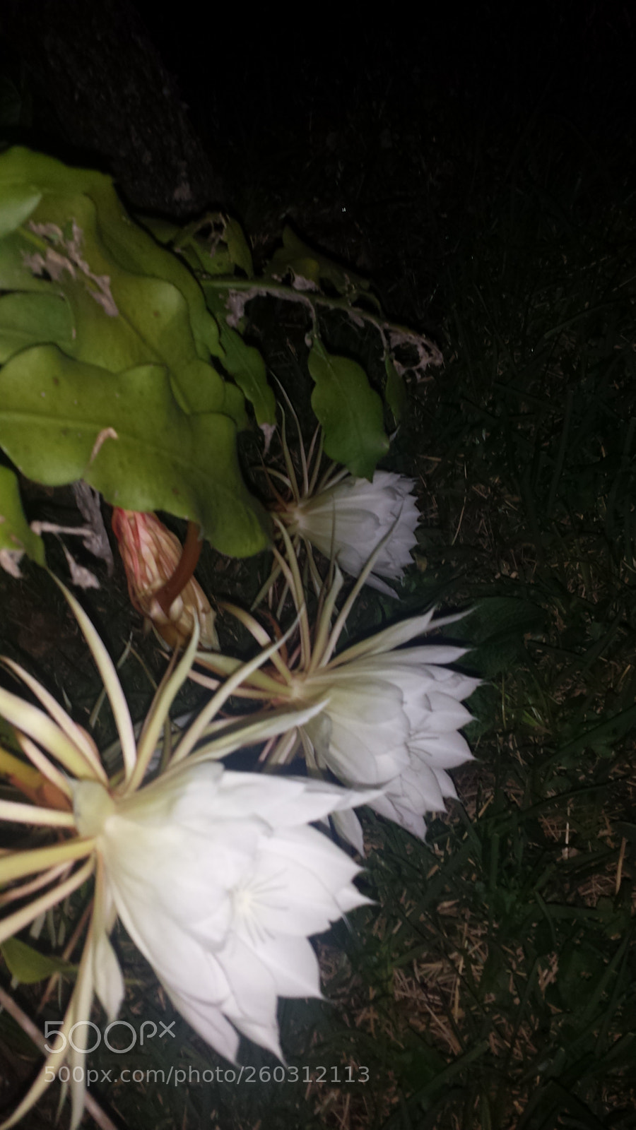 Samsung Galaxy S4 sample photo. Trio photography