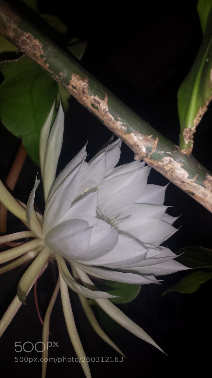 Samsung Galaxy S4 sample photo. Untitled photography