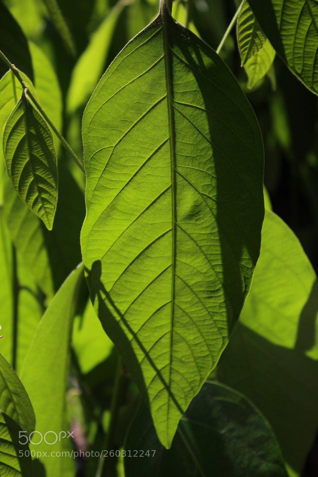 Canon EOS 550D (EOS Rebel T2i / EOS Kiss X4) sample photo. Bright green leaf photography
