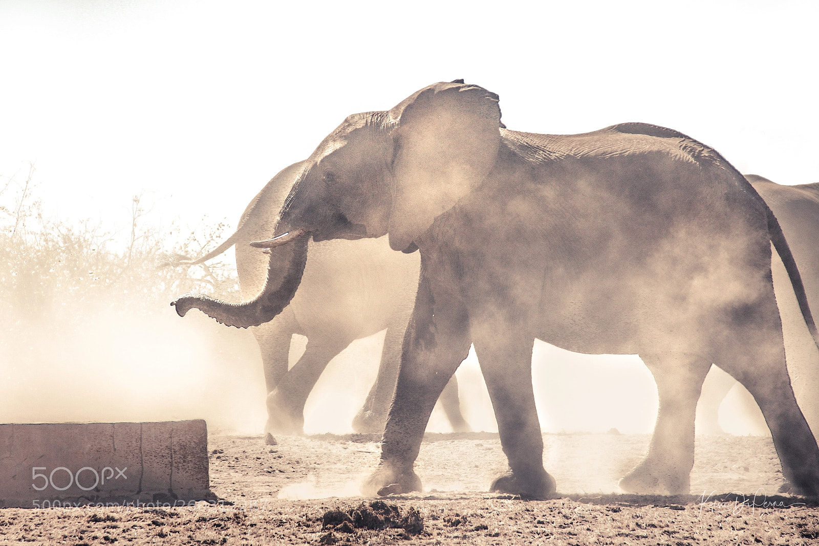 Canon EOS 40D sample photo. Elephants in the dust photography